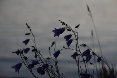 kissankelloja taustanaan vettä