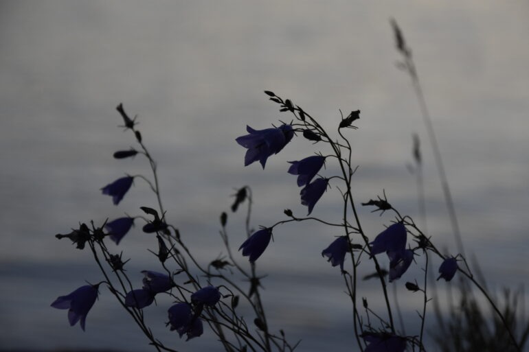 kissankelloja taustanaan vettä